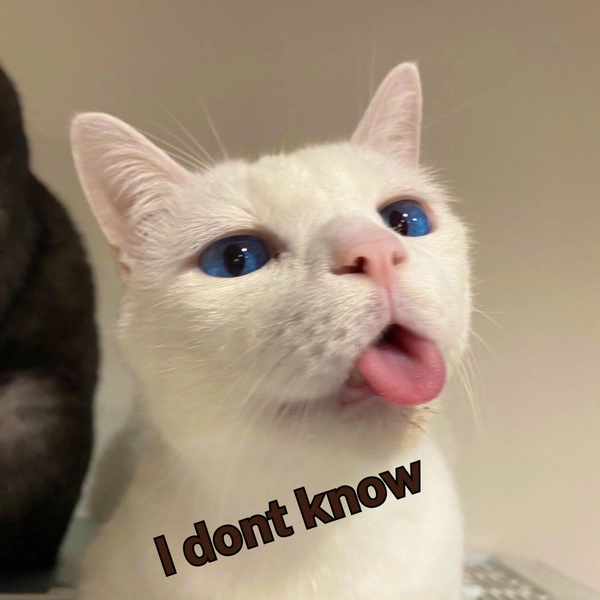 Meme ai biết gì đâu mèo trắng lè lưỡi ngây thơ