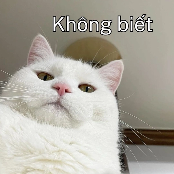 Meme ai biết gì đâu mèo trắng mặt vênh váo lạnh lùng