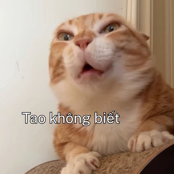 Meme ai biết gì đâu mèo vàng biểu cảm mặt hề