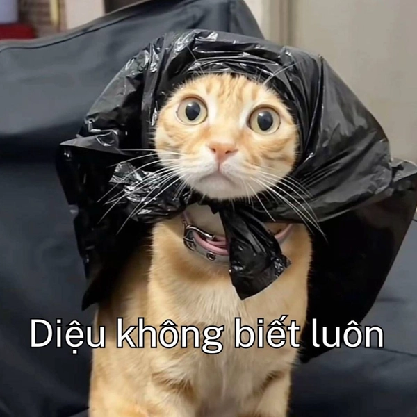 Meme ai biết gì đâu mèo vàng đội túi nilon hài