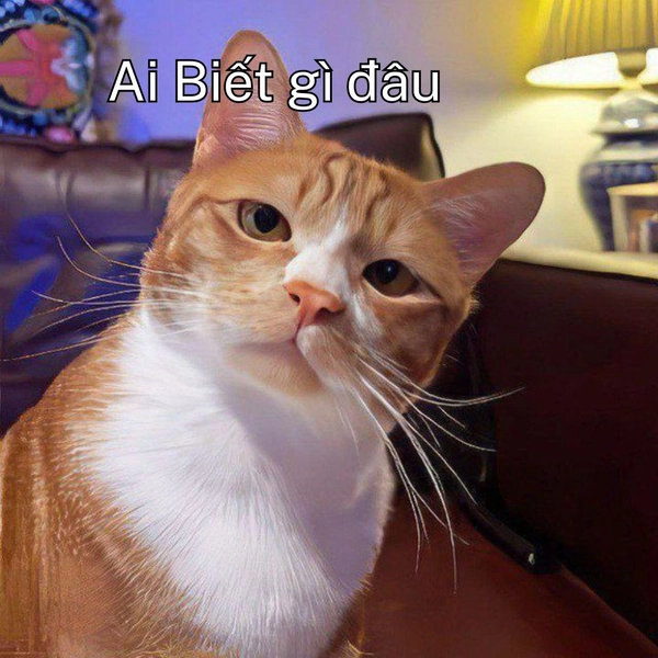 Meme ai biết gì đâu mèo vàng liếc mắt lảng tránh