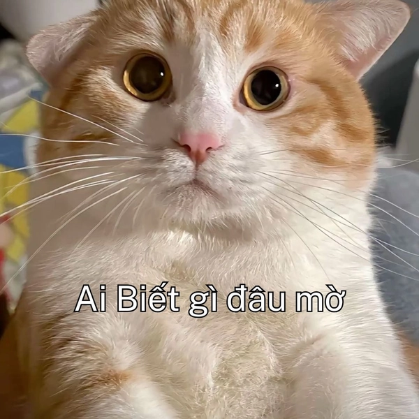 Meme ai biết gì đâu mèo vàng trắng mặt giả nai