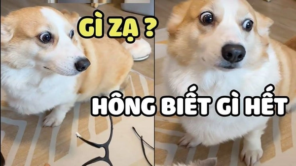 Meme chó Corgi ngơ ngác hỏi gì dạ không biết gì