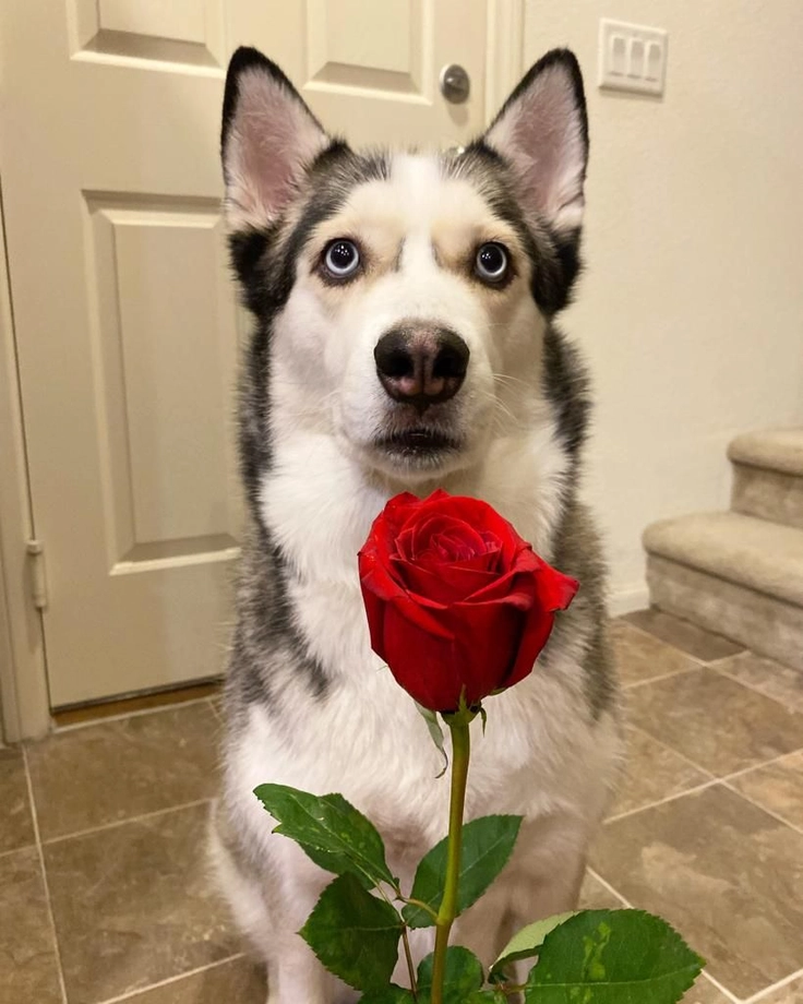 Meme chó tặng hoa Husky mặt ngáo bên hoa hồng đỏ