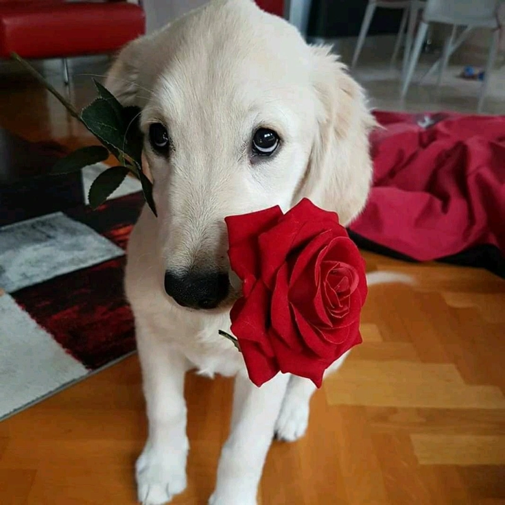 Meme chó tặng hoa chó vàng ngậm hoa hồng lãng mạn
