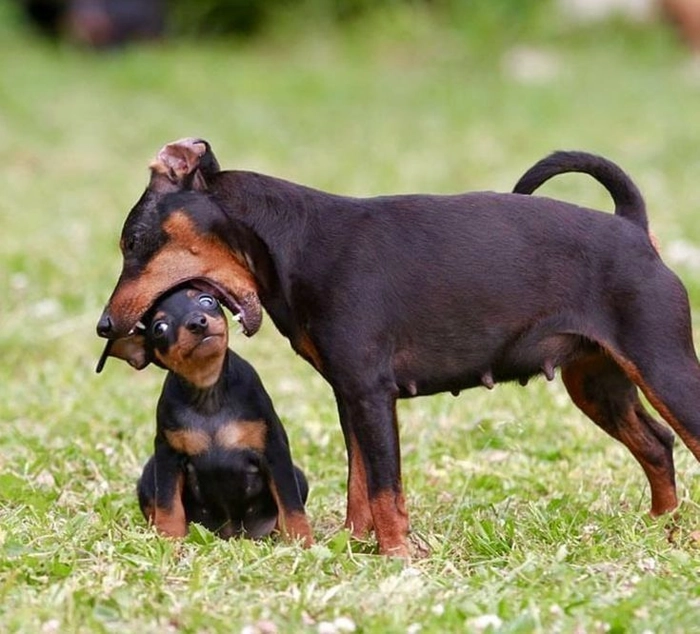 Meme con chó Ảnh hài hước cực hot