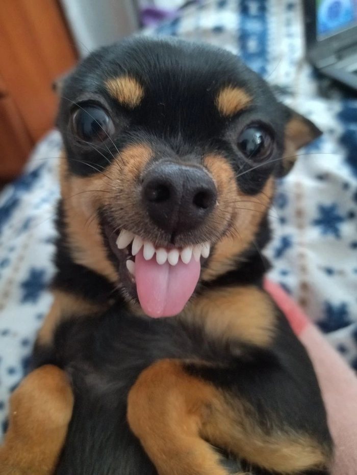 Meme con chó Ảnh vui nhộn bá đạo