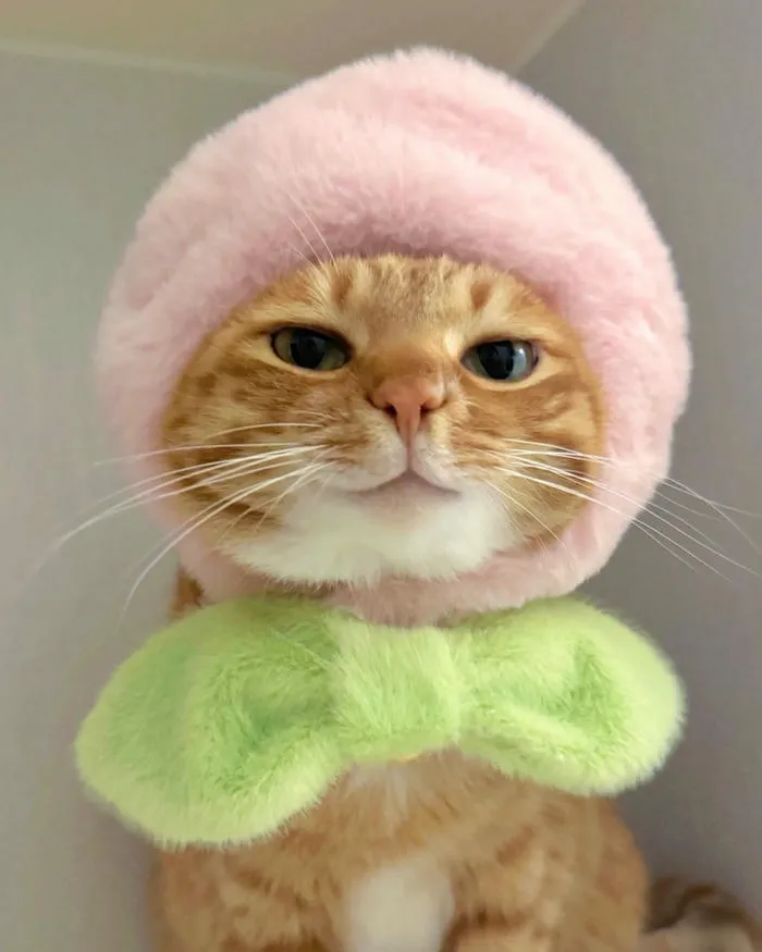 Meme cute mèo Ảnh biểu cảm ngộ nghĩnh vui vẻ