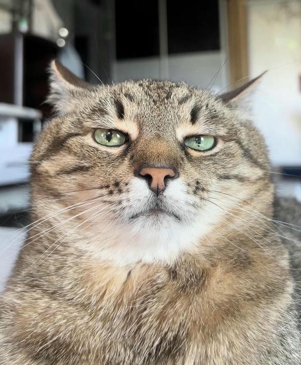 Meme không hiểu mèo xám nhìn chằm chằm nghi ngờ