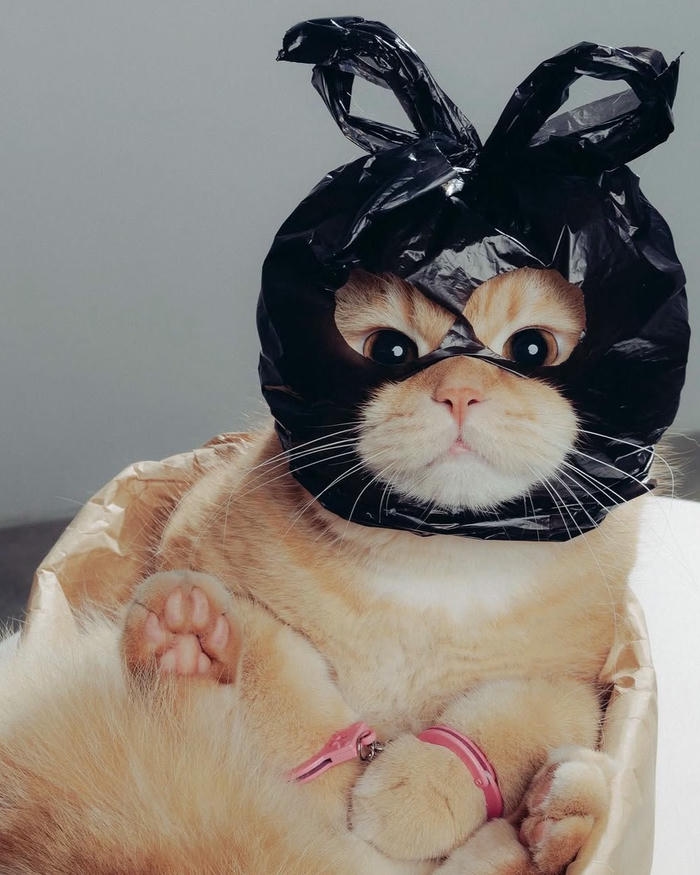 Meme mèo cute Ảnh khoảnh khắc dễ thương vui nhộn