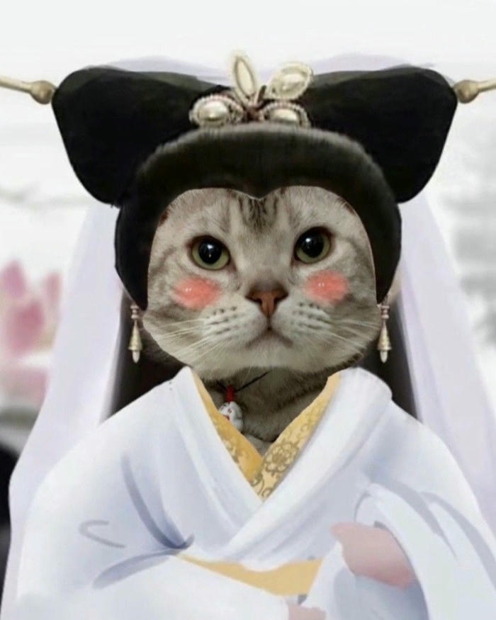 Meme mèo cute Ảnh nét mặt đáng yêu hài hước