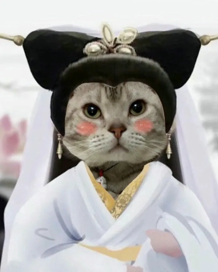 Meme mèo cute Ảnh nét mặt đáng yêu hài hước