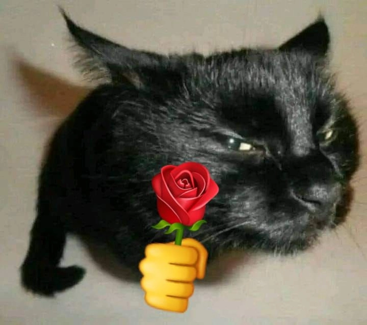 Meme mèo tặng hoa mèo đen cầm hoa hồng cực ngầu