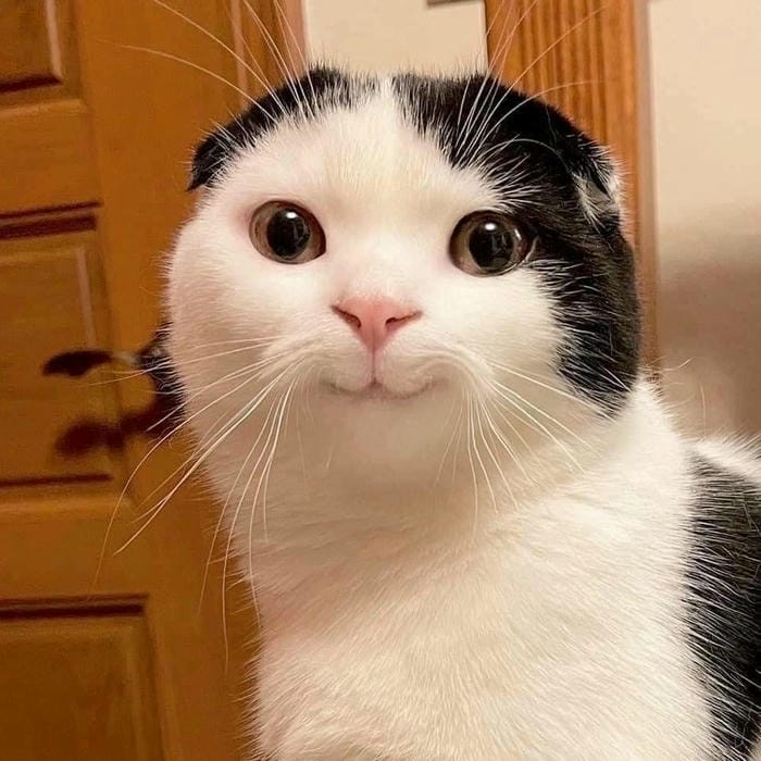 Mèo cười Ảnh meme vui nhộn siêu hot