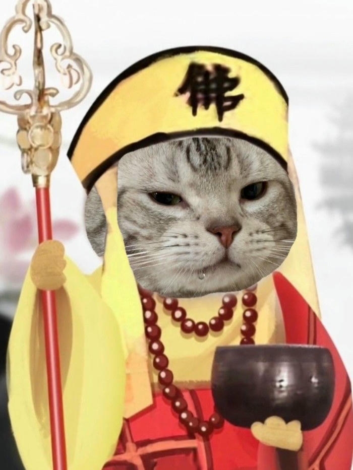 Mèo meme cute Ảnh khoảnh khắc đáng yêu tự nhiên