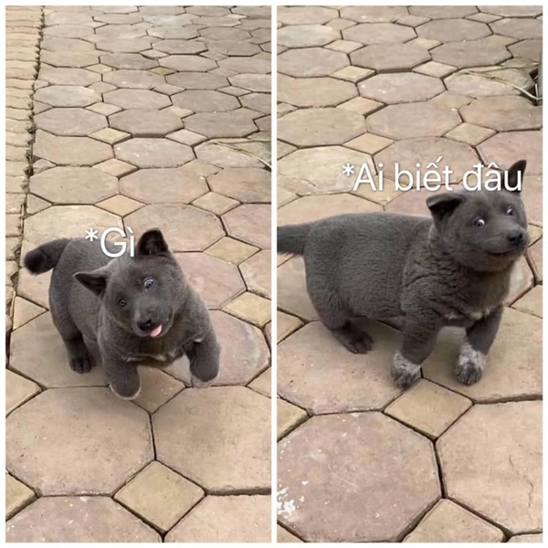 ai biết gì đâu cute meme