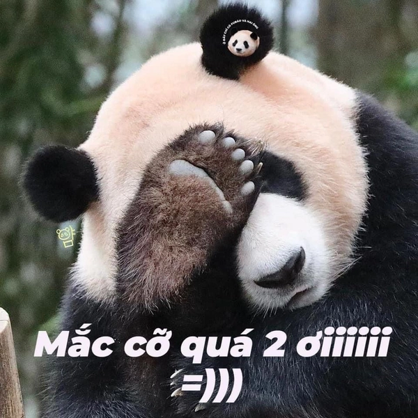 ảnh meme gấu trúc