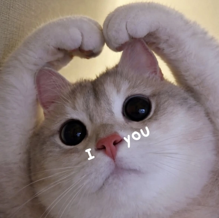 ảnh meme mèo cute dễ thương biểu cảm đáng yêu