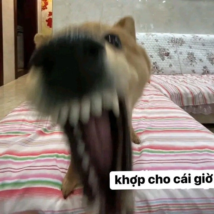 ảnh meme mèo dỗi