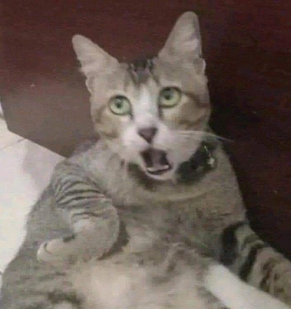 ảnh meme sợ hãi