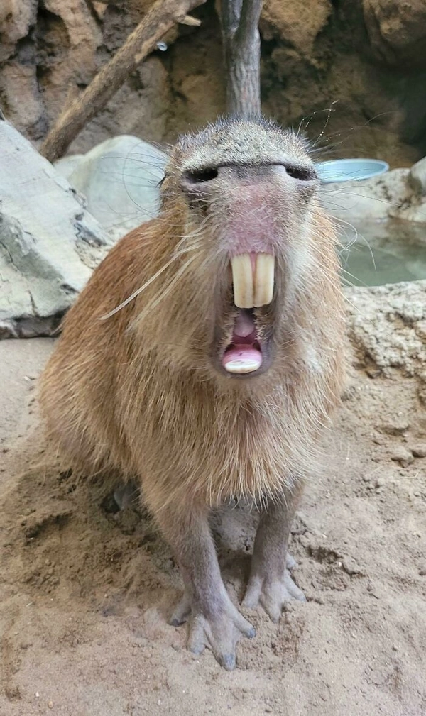 capybara meme cute