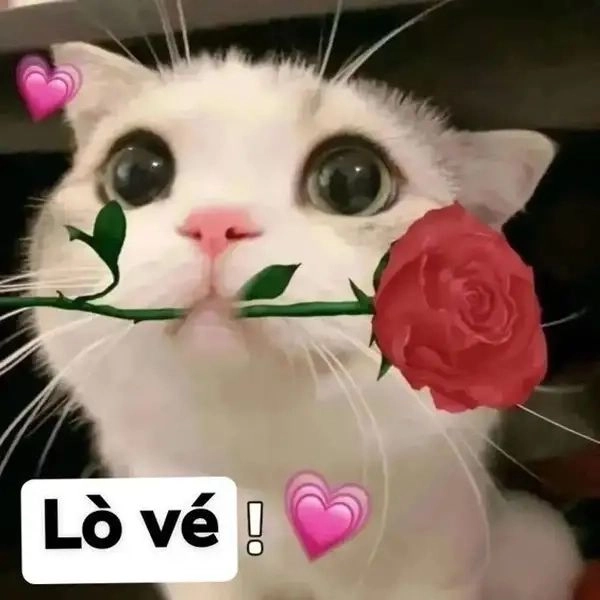 cute ảnh meme tình yêu