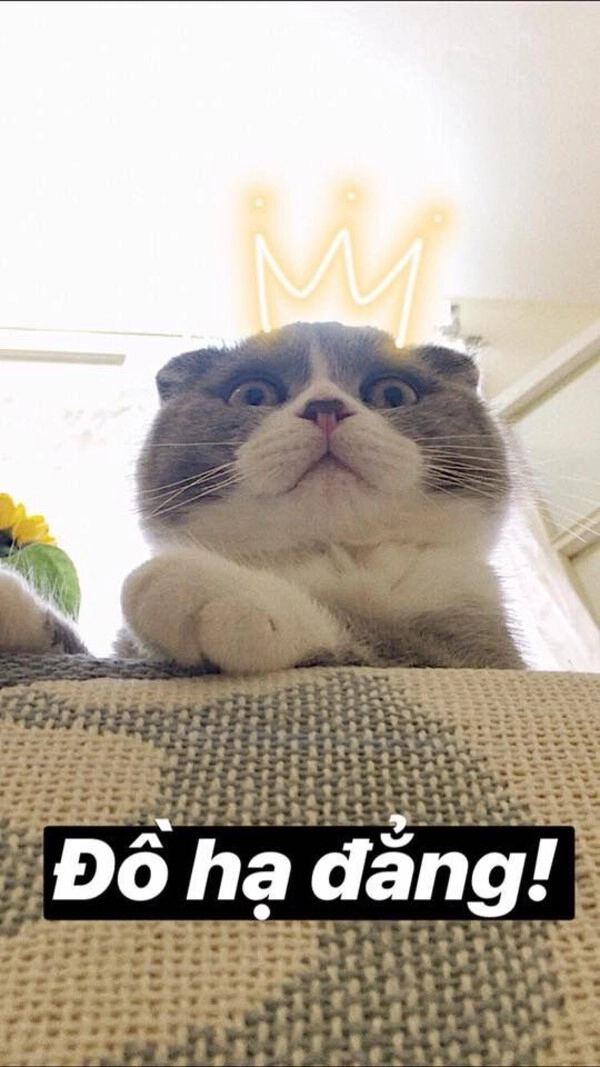 em không hiểu em không hiểu meme