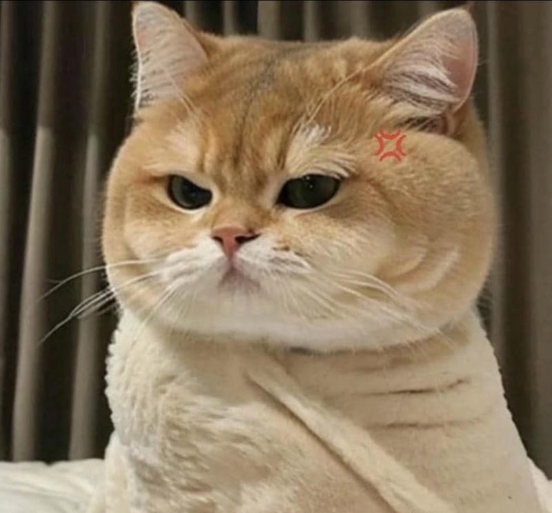 giận kiểu này nhìn chỉ muốn ôm meme