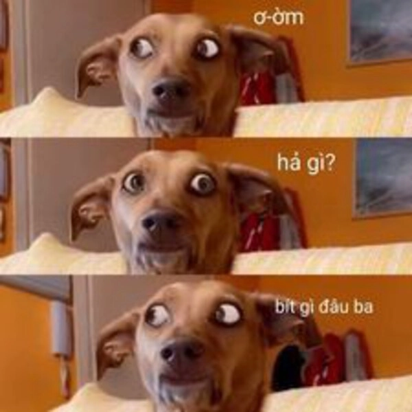 hả gì ai biết đâu meme