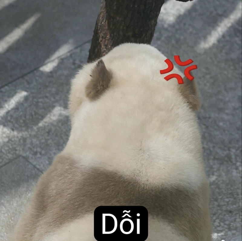 hình ảnh meme giận phụng phịu