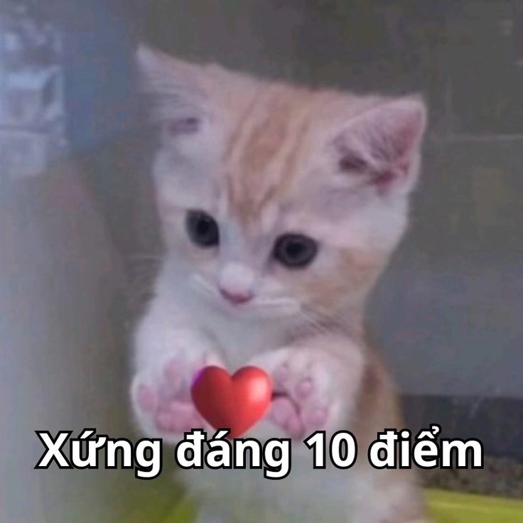 meme 10 điểm phong cách