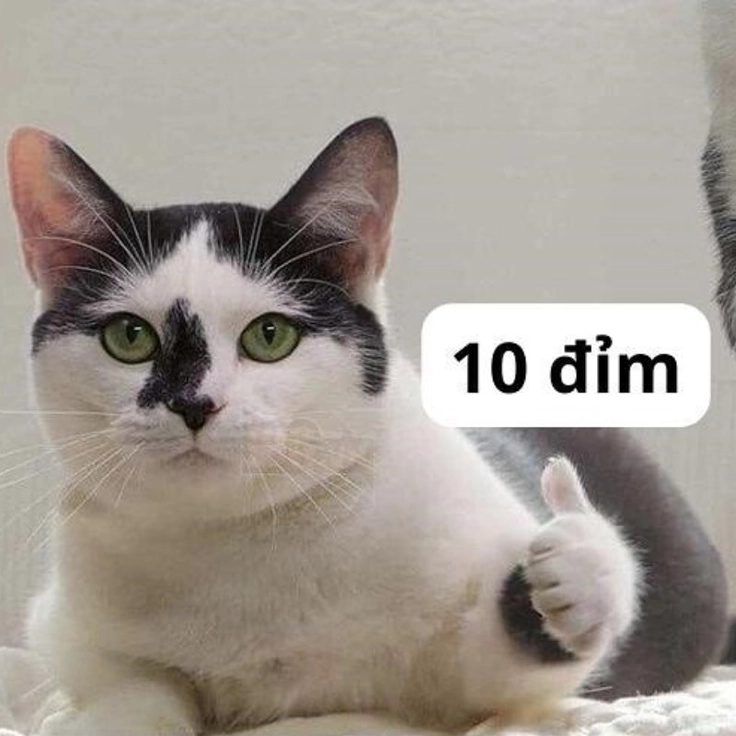 meme 10 điểm troll