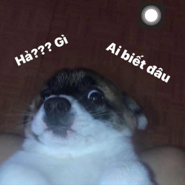 meme ai biết đâu