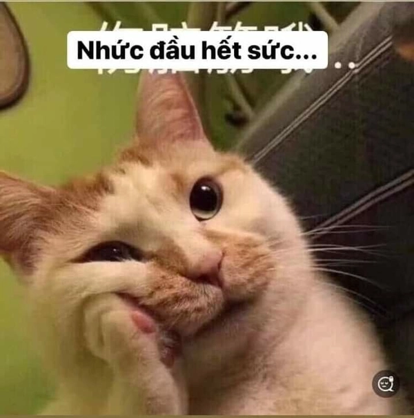 meme ai biết gì đâu con mèo