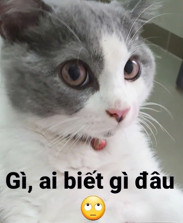 meme ai biết gì đâu hot trend