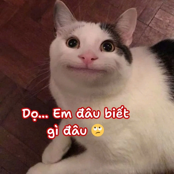 meme ai biết gì đâu khùng lầy