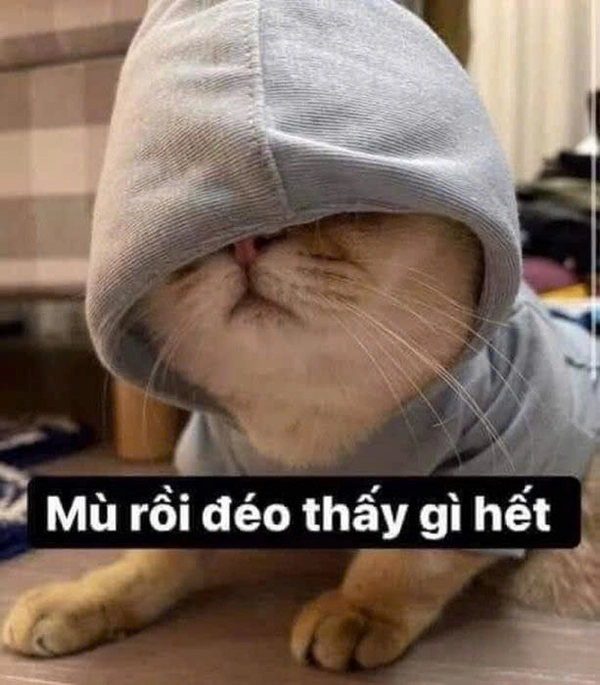 meme ai biết gì đâu phiên bản mèo