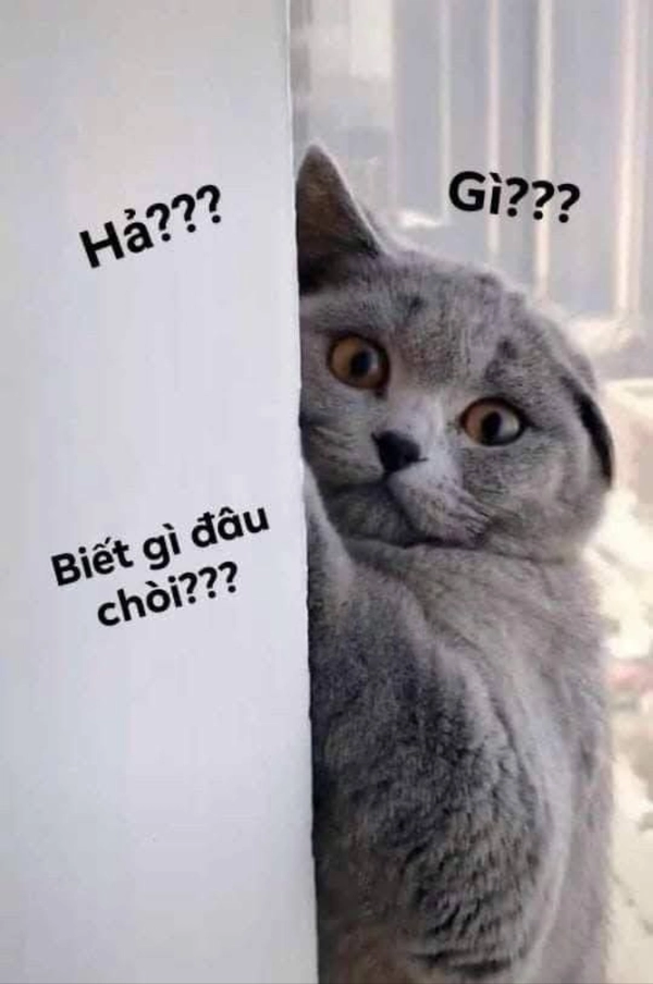meme ai biết gì đâu