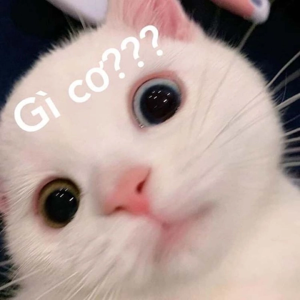 meme ai biết gì đó