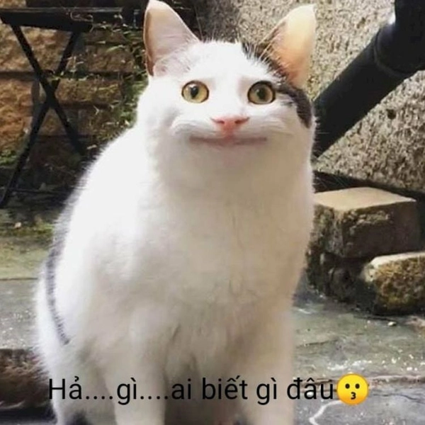 meme ai mà biết đâu
