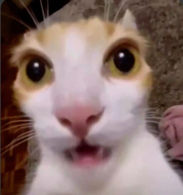 meme bất ngờ bựa