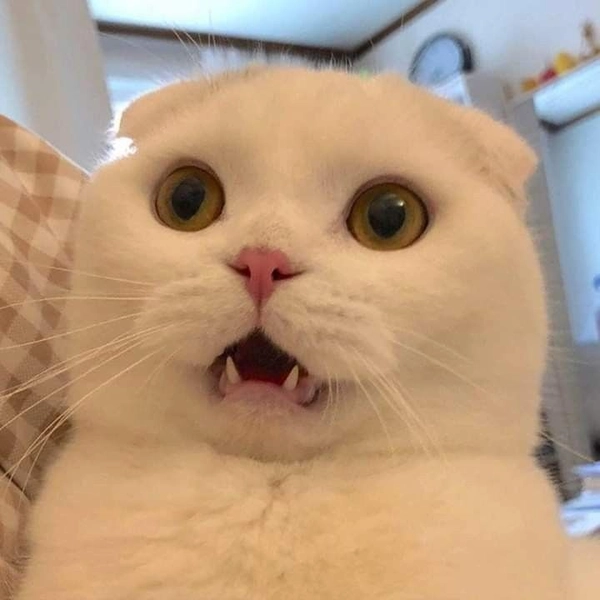 meme bất ngờ vui nhộn