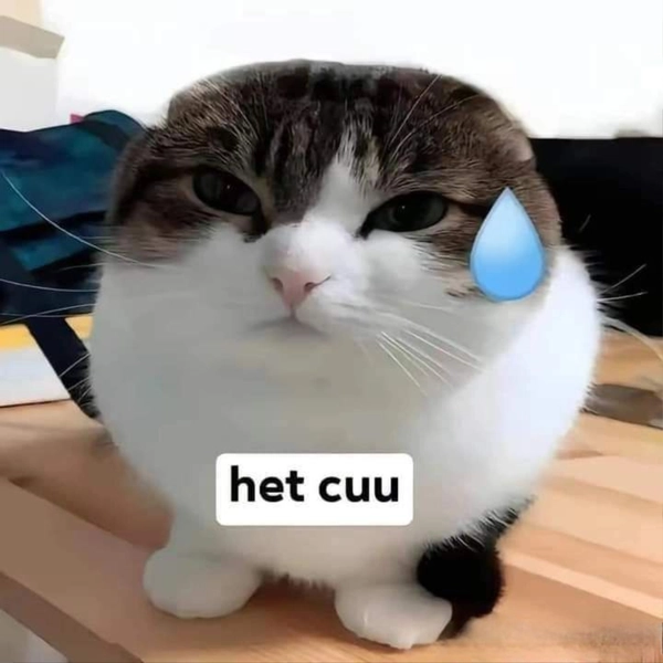 meme bó tay chịu trói