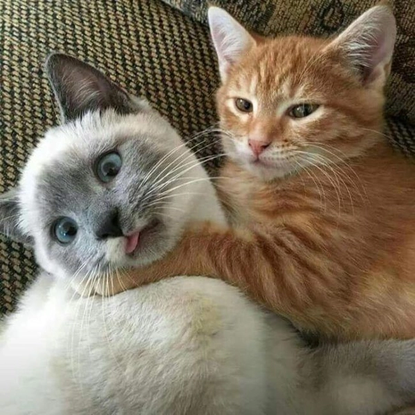 meme bóp cổ bạn thân