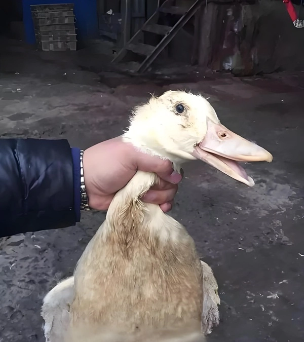 meme bóp cổ con vịt