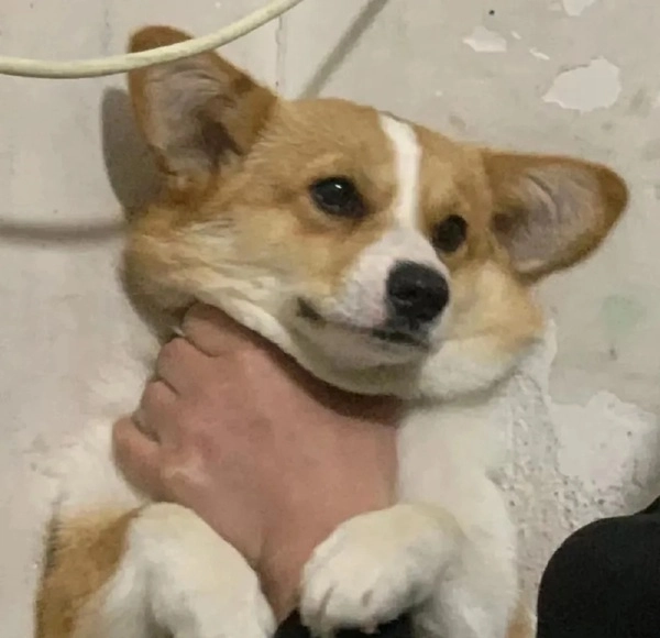 meme bóp cổ cười