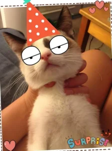 meme bóp cổ hài hước