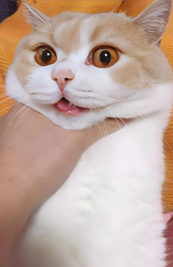 meme bóp cổ mèo cam