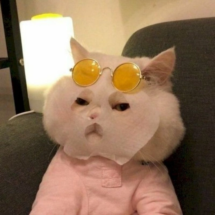 meme bựa độc lạ