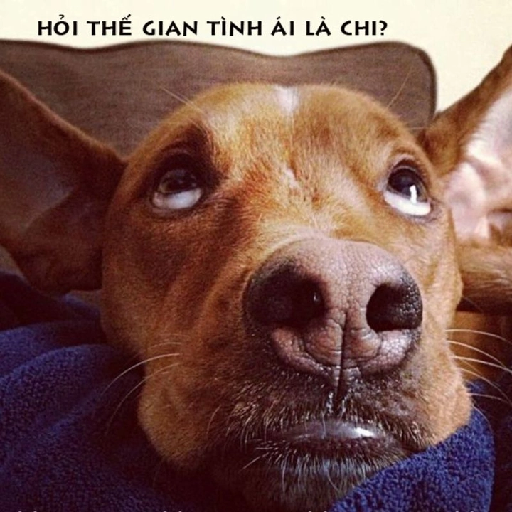 meme bựa vui nhộn